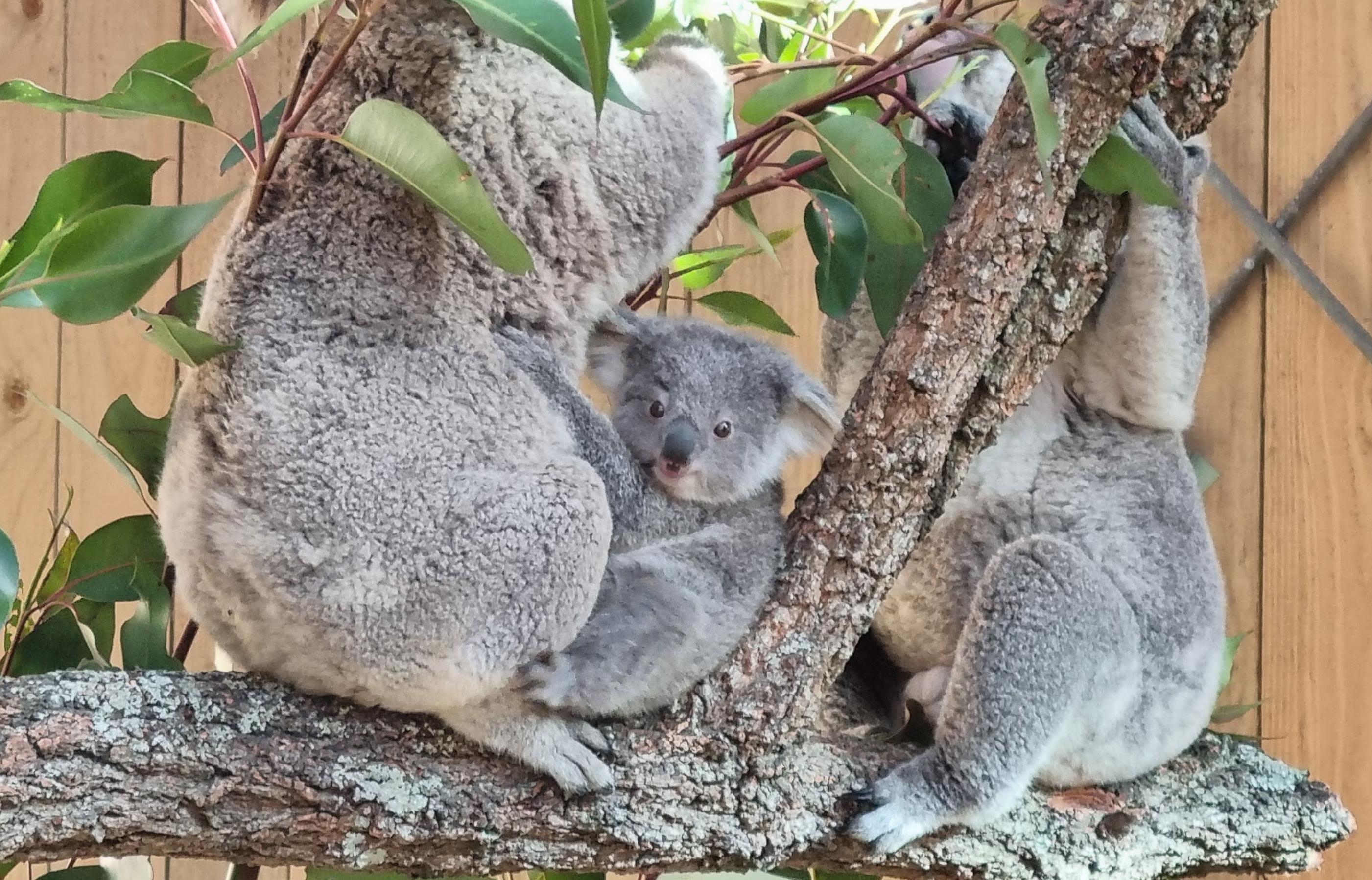 Baby Koala.jpg